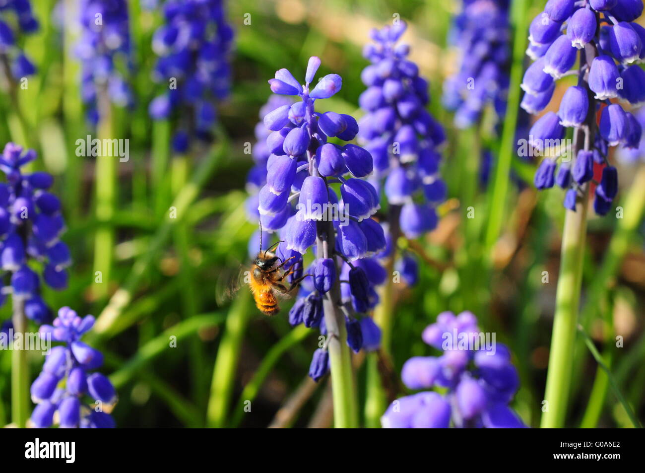 bee on blue hyacinth Stock Photo