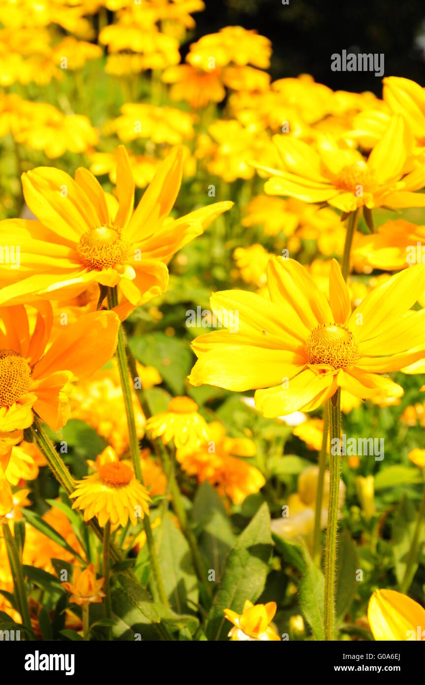 Red Tall Flower Stem High Resolution Stock Photography and Images - Alamy