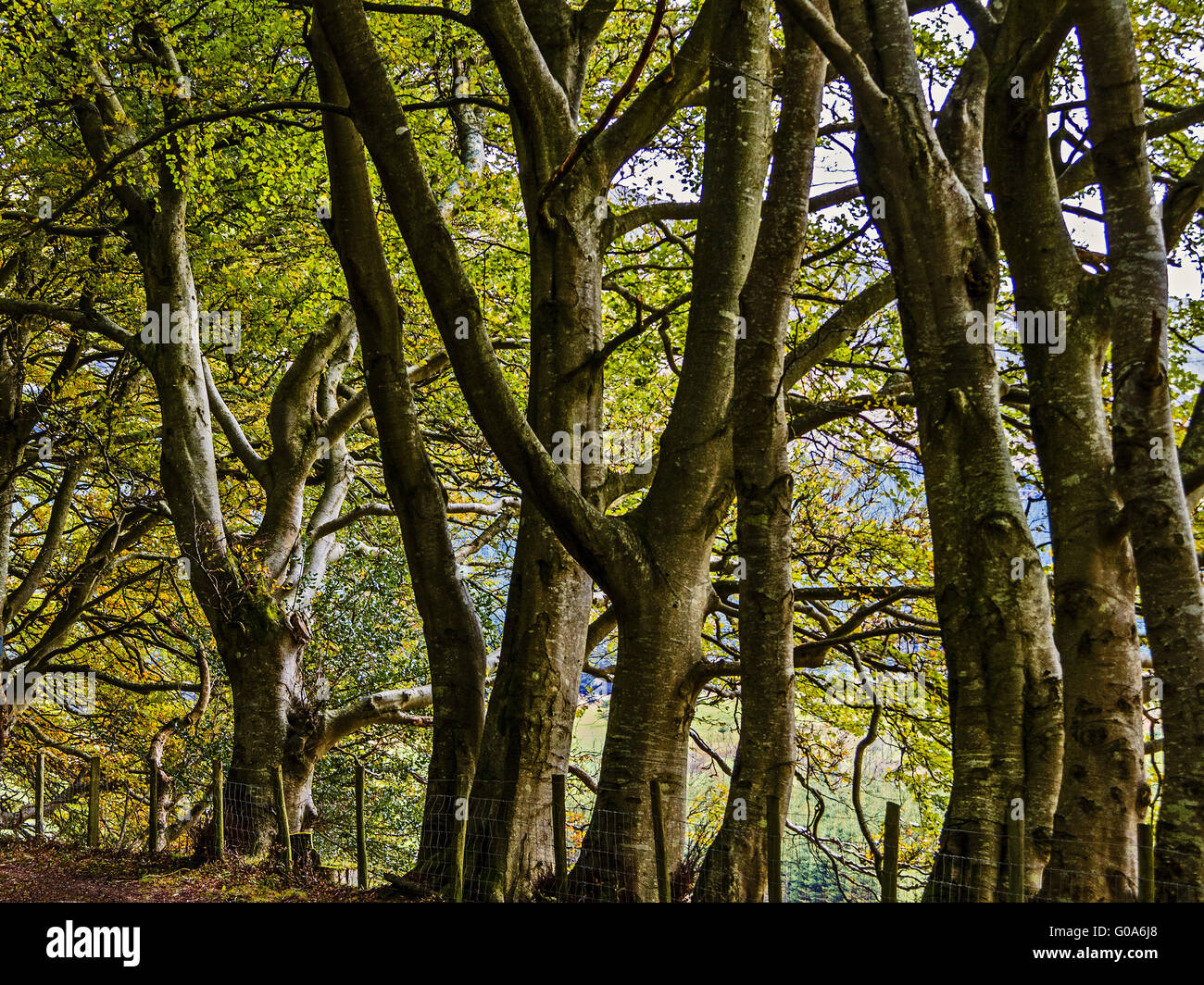 Beach Trees (Fagus)  In Early Autumn Cumbria UK Stock Photo