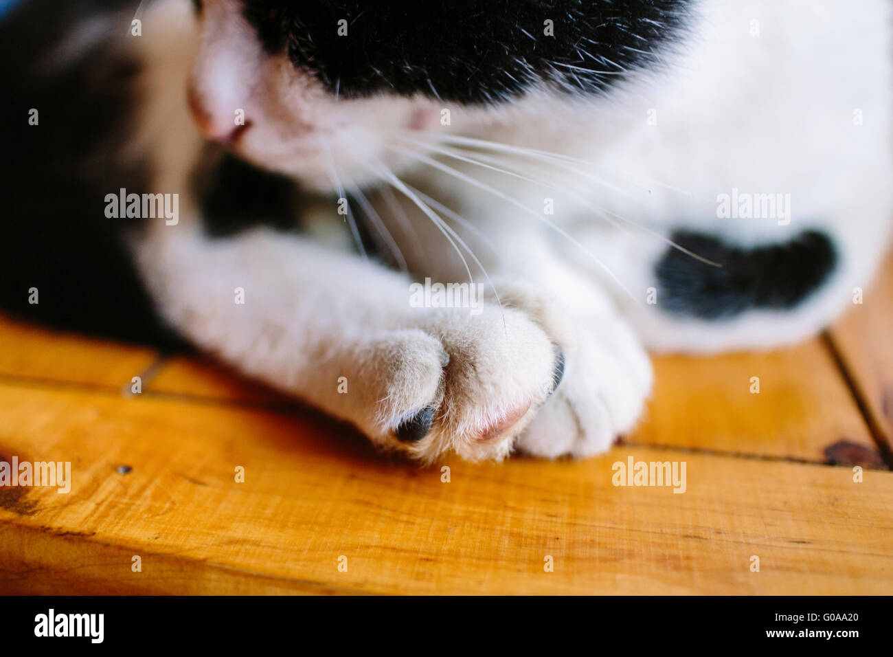 Close up of a cut cat. Stock Photo