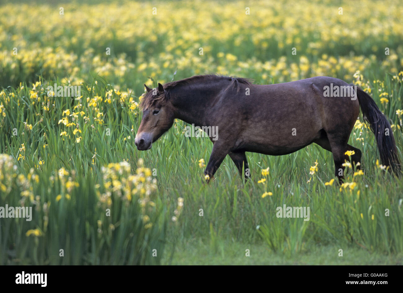 Exmoor Pony mare crossing a marshy meadow Stock Photo