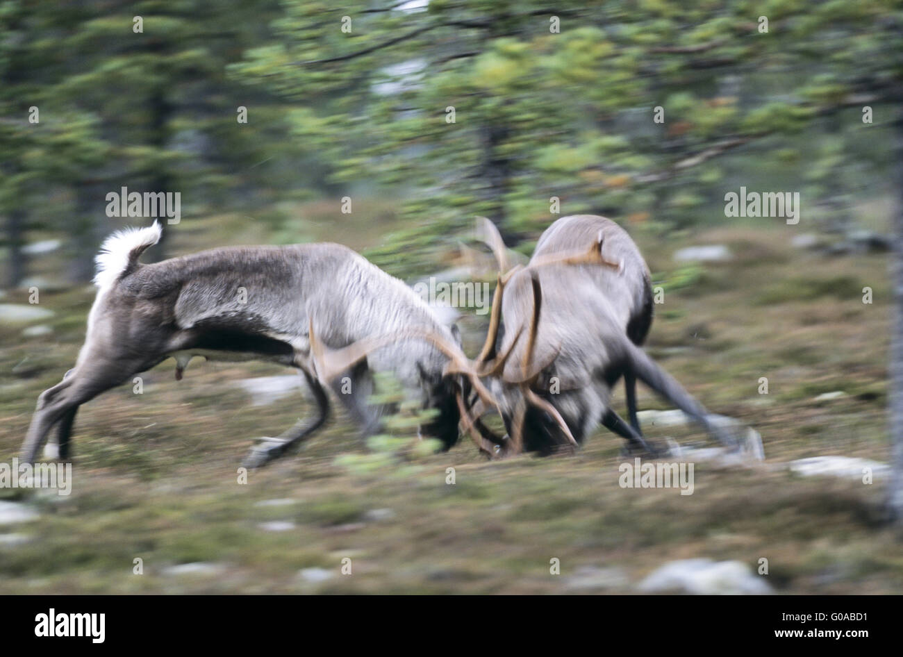 Bull Reindeer fighting in the rutting season Stock Photo