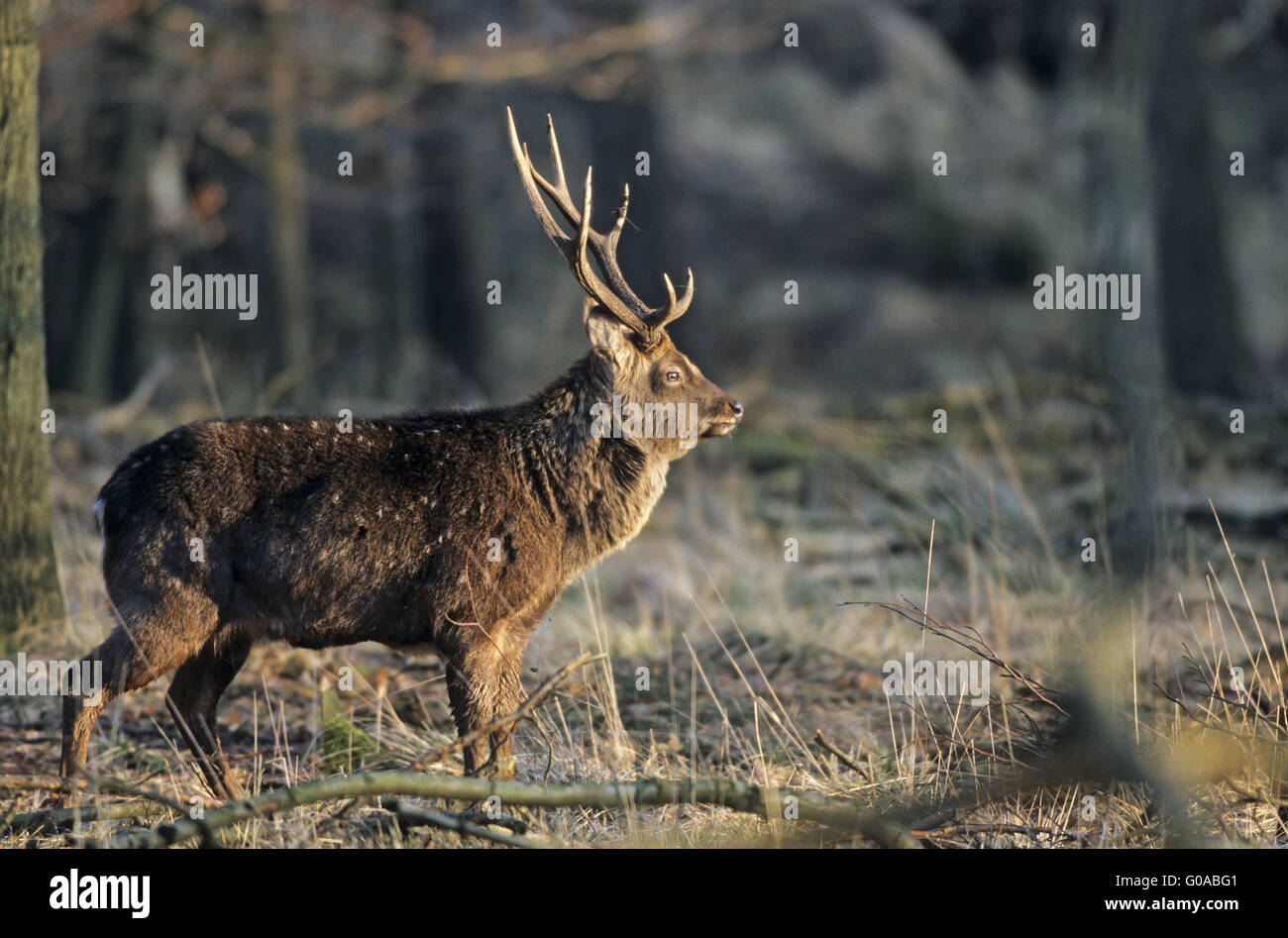 Sika Deer stag in the light of the evening sun Stock Photo