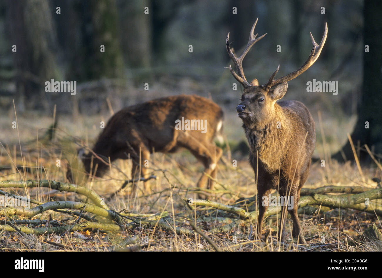 Dybowski Sika Deer stag and hind in evening light Stock Photo