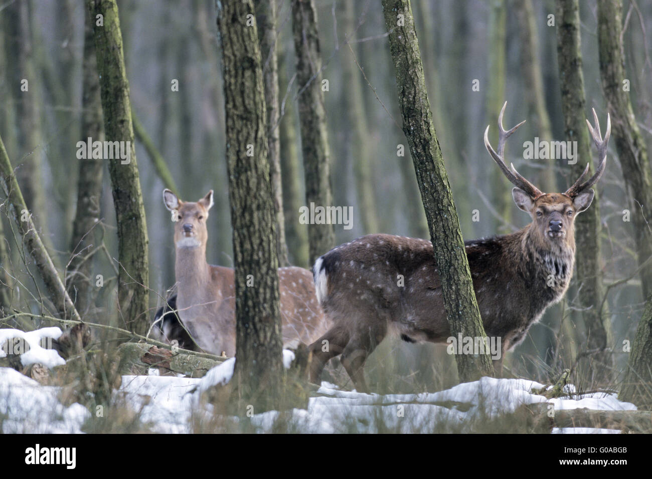 Sika Deer stag and hind in an alder forest Stock Photo