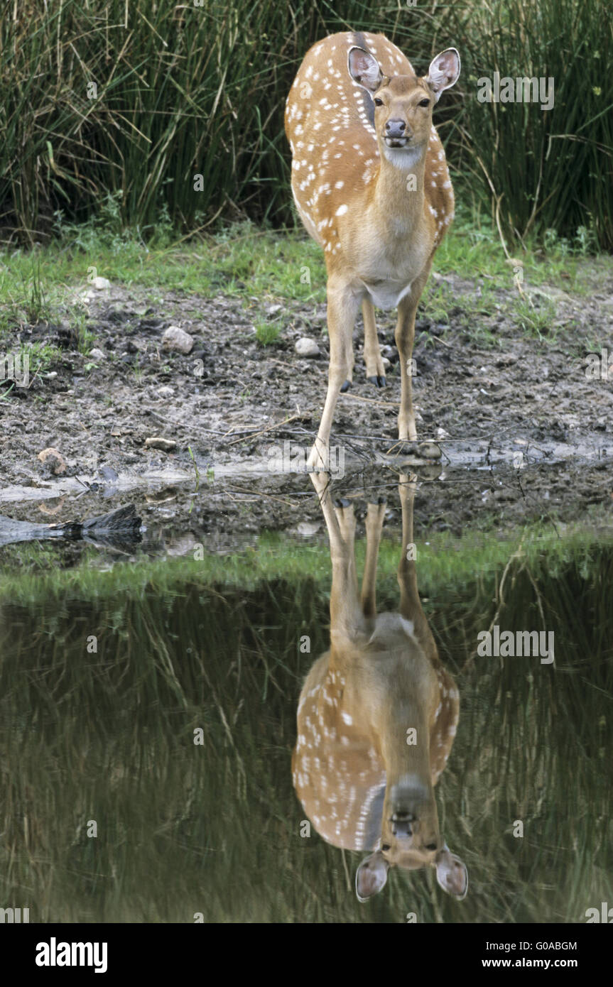 Sika Deer hind with reflection - (Spotted Deer) Stock Photo