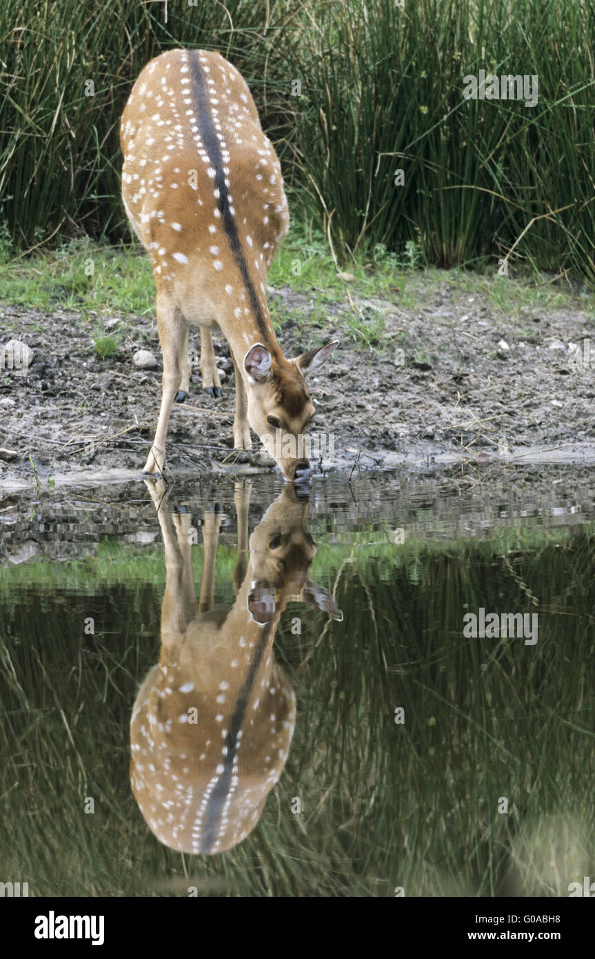 Sika Deer hind with reflection - (Spotted Deer) Stock Photo