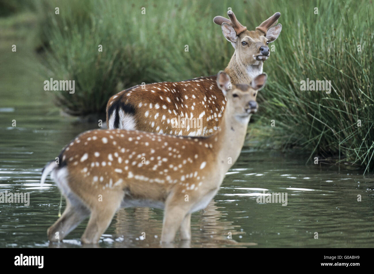 Sika Deer stag with velvet-covered antler and hind Stock Photo