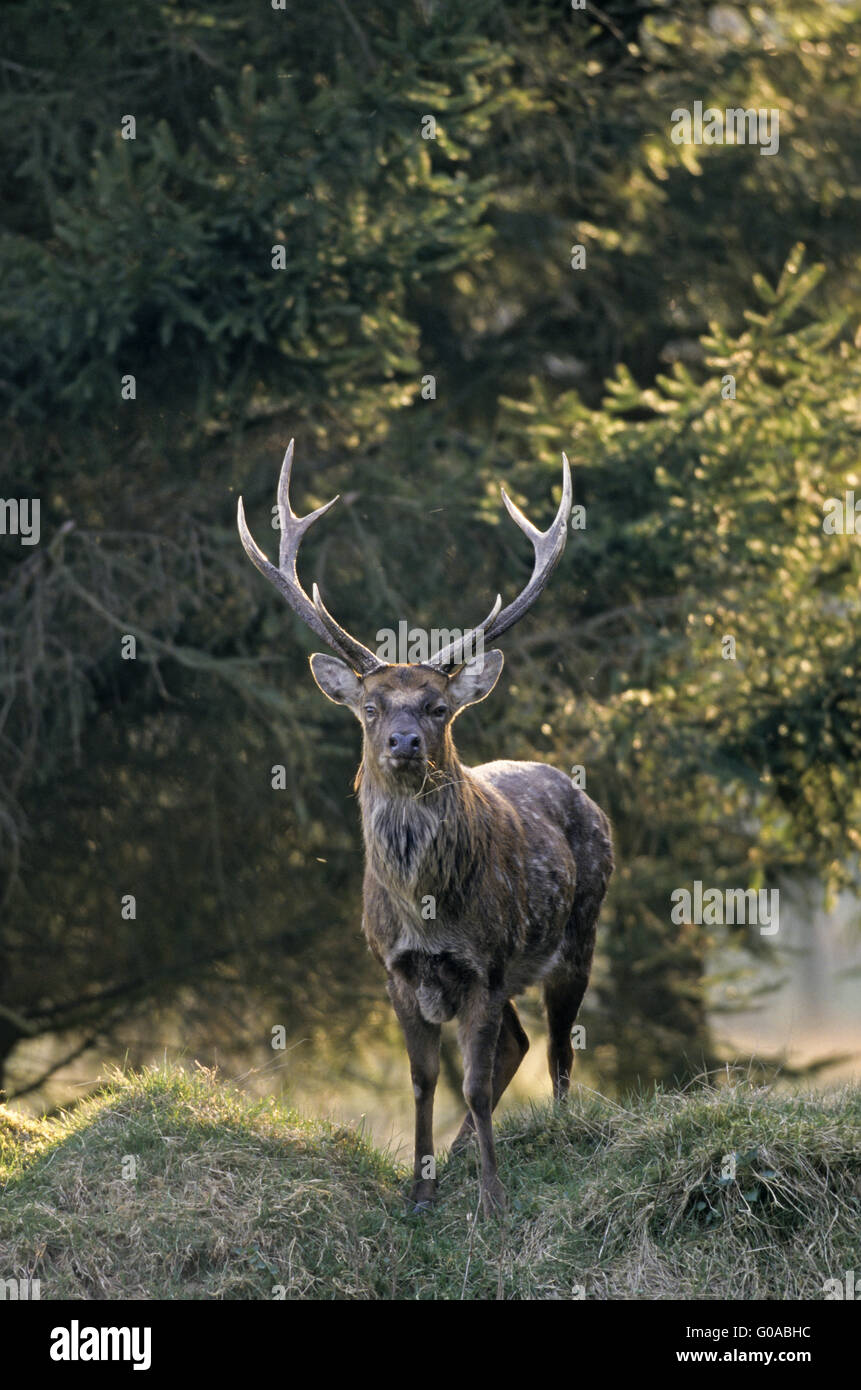 Sika Deer stag in early spring at a forest edge Stock Photo
