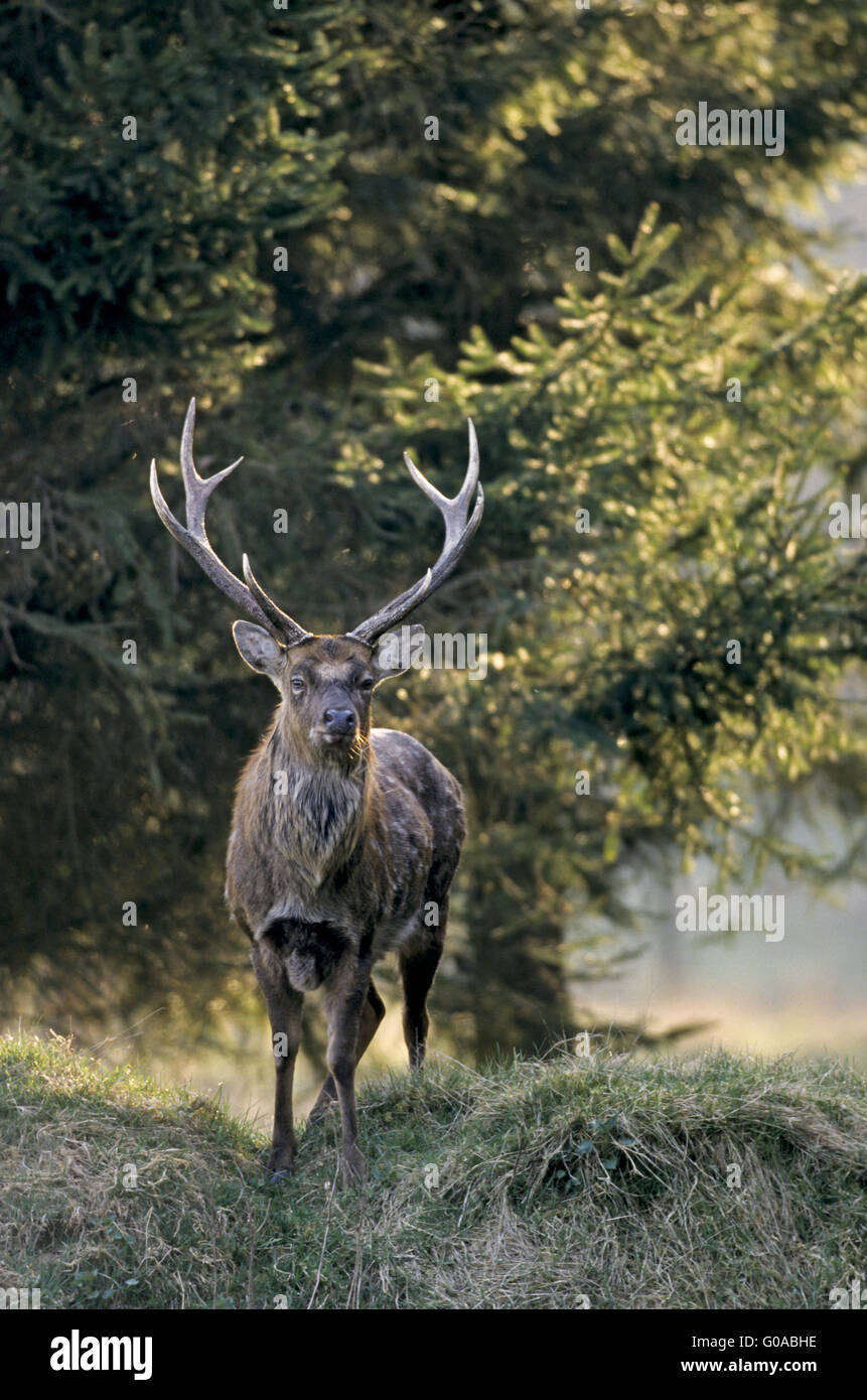 Sika Deer stag in early spring at a forest edge Stock Photo