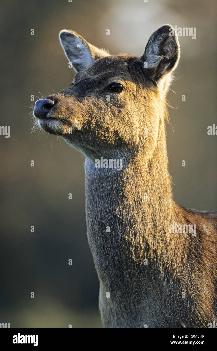 Portrait of a Dybowski Sika Deer hind Stock Photo