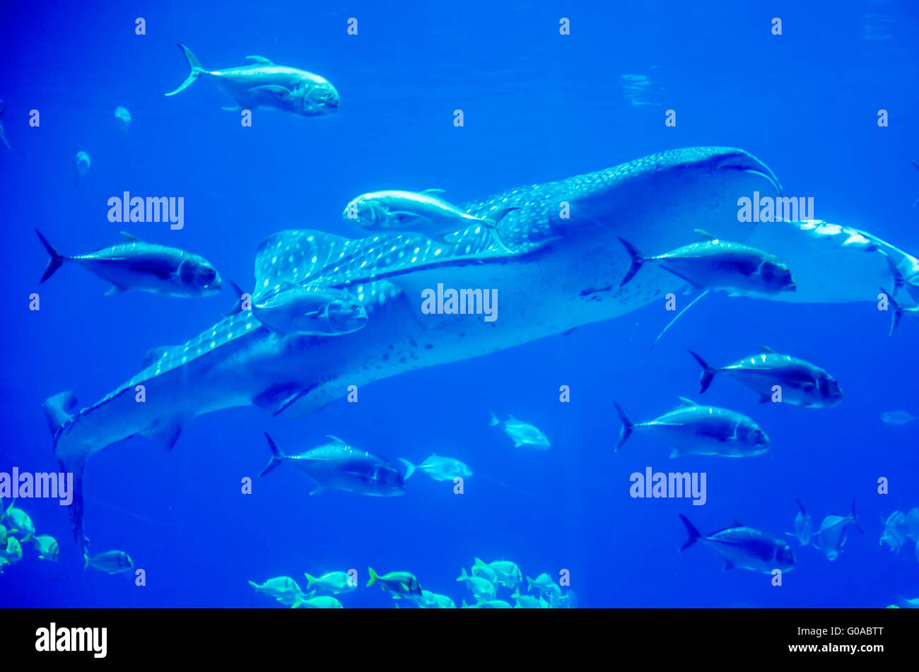 whale sharks swimming in aquarium with people observing Stock Photo
