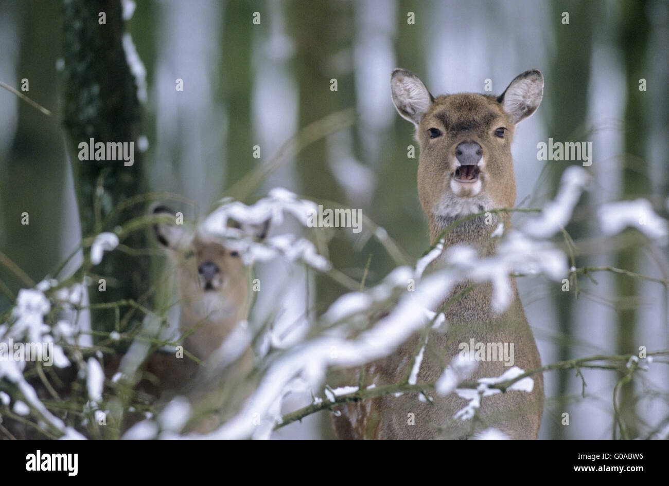 Portrait of a Dybowski Sika Deer hind and fawn Stock Photo