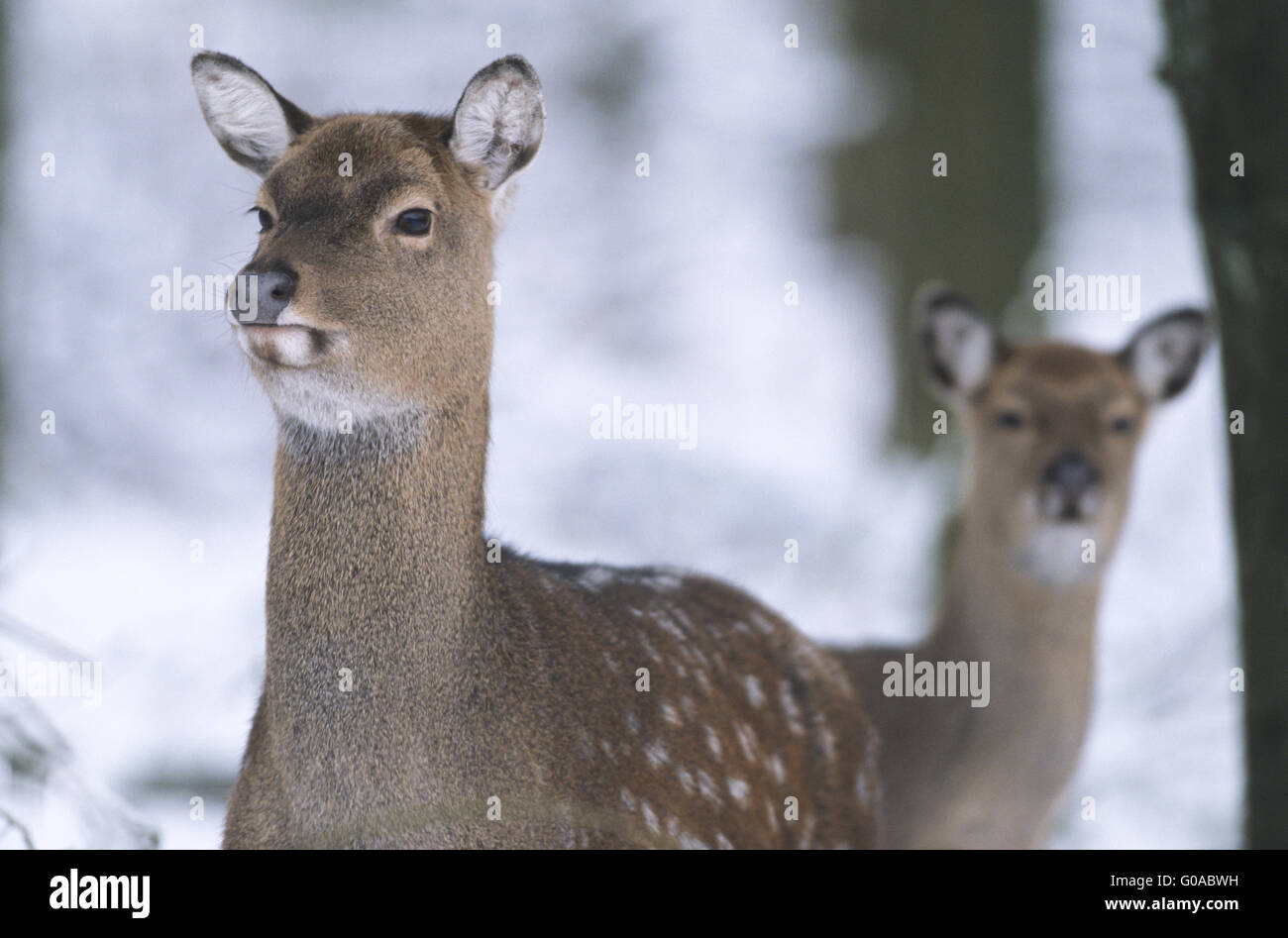 Portrait of a Dybowski Sika Deer hind and fawn Stock Photo