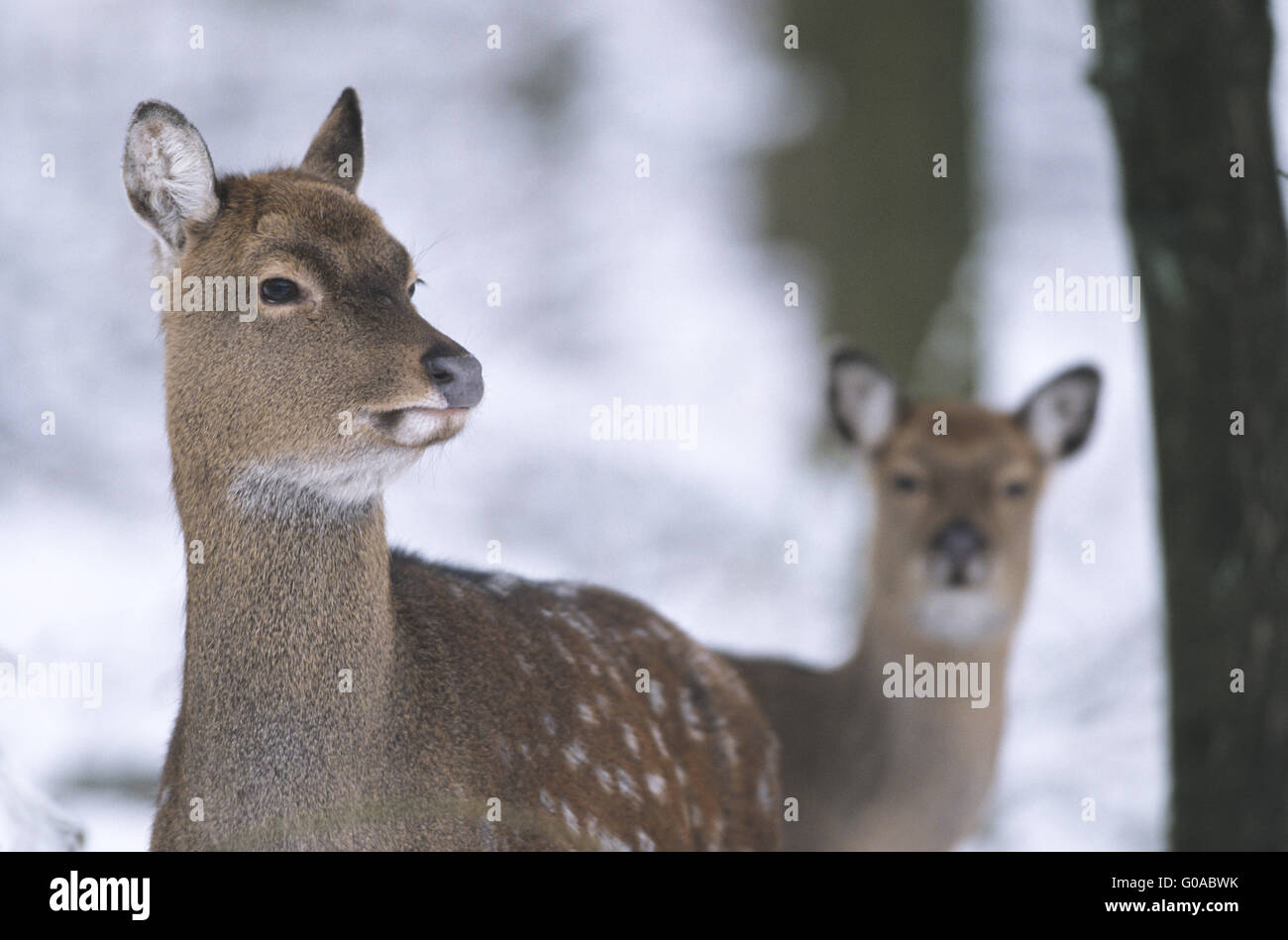 Portrait of a Dybowski Sika Deer hind and fawn Stock Photo