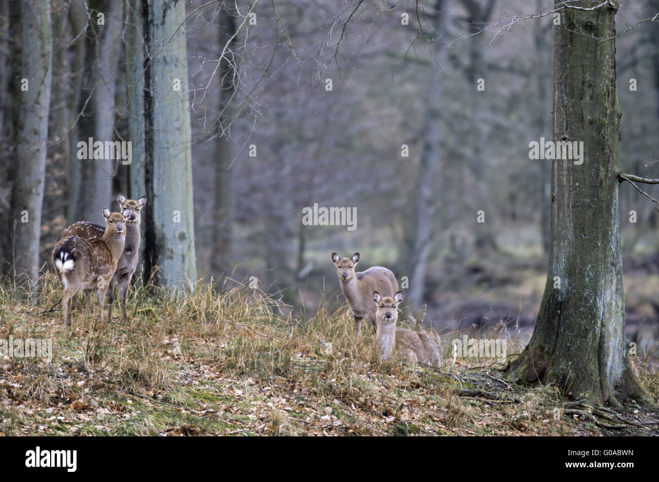 Sika Deer hinds and fawns in a beech forest Stock Photo