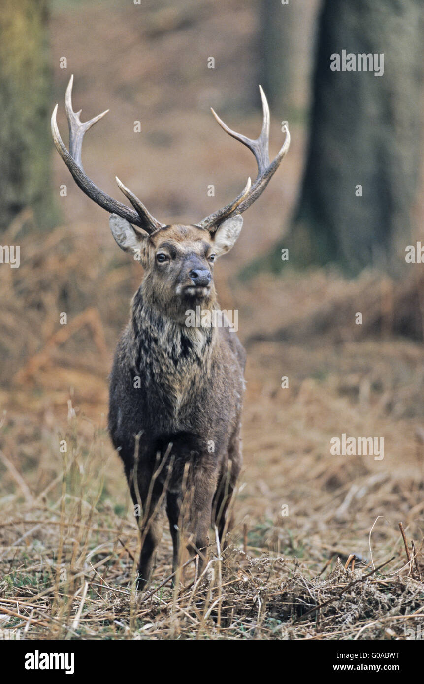Sika Deer stag standing between old Bracken Stock Photo