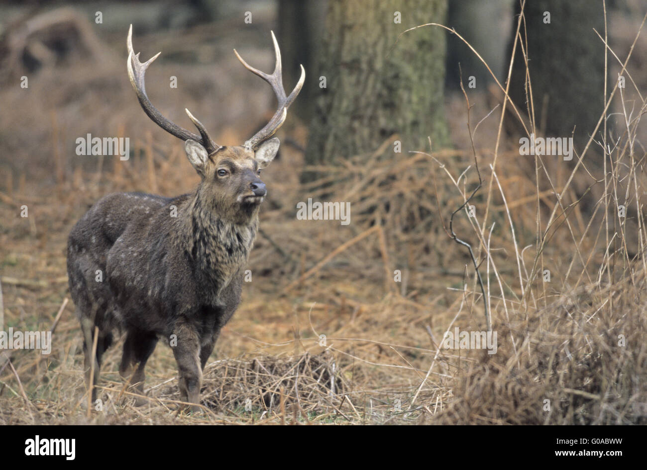 Sika Deer stag standing between old Bracken Stock Photo