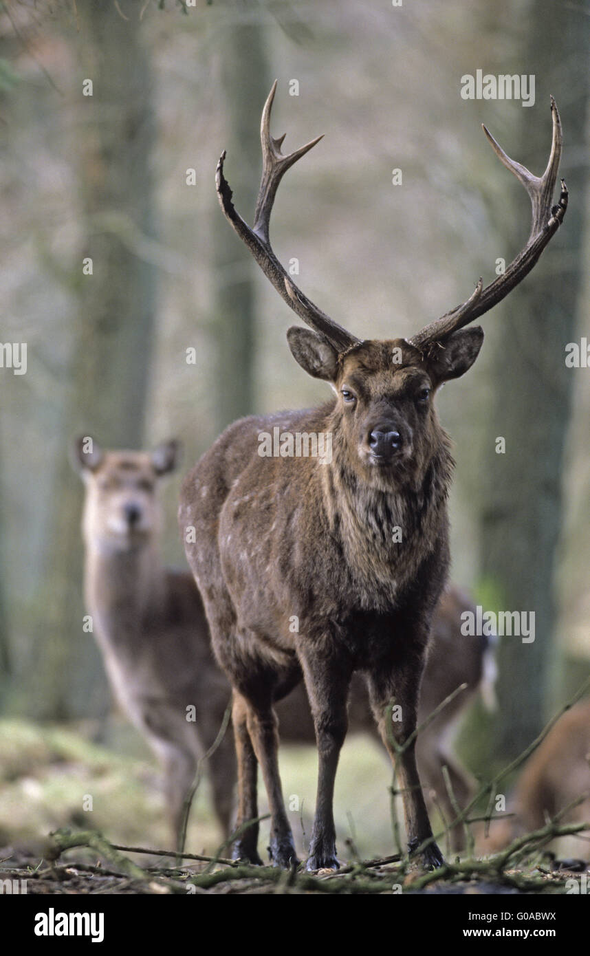 Japanese Deer hart and hind in late fall Stock Photo