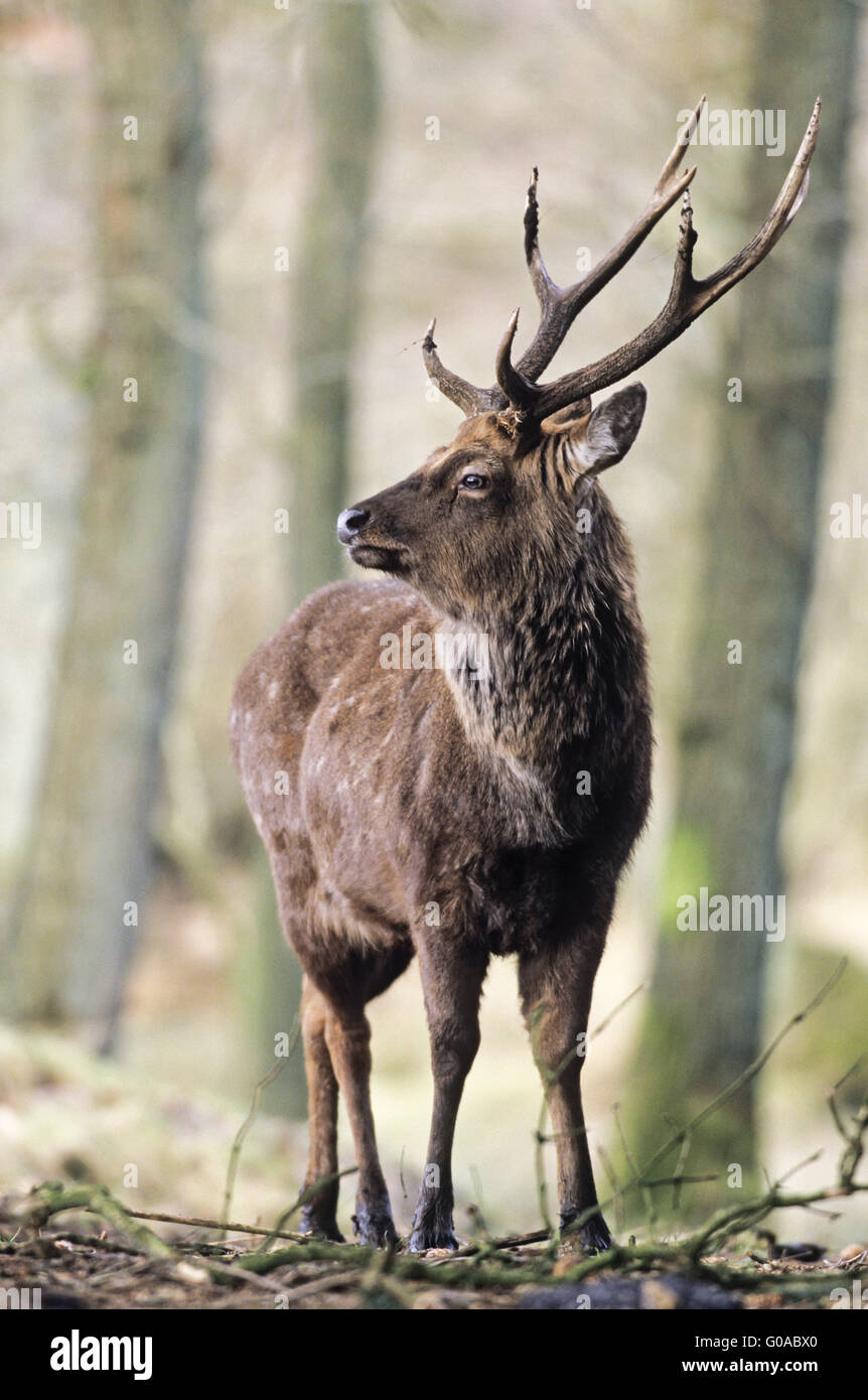 Dybowski Sika Deer stag in late autumn Stock Photo