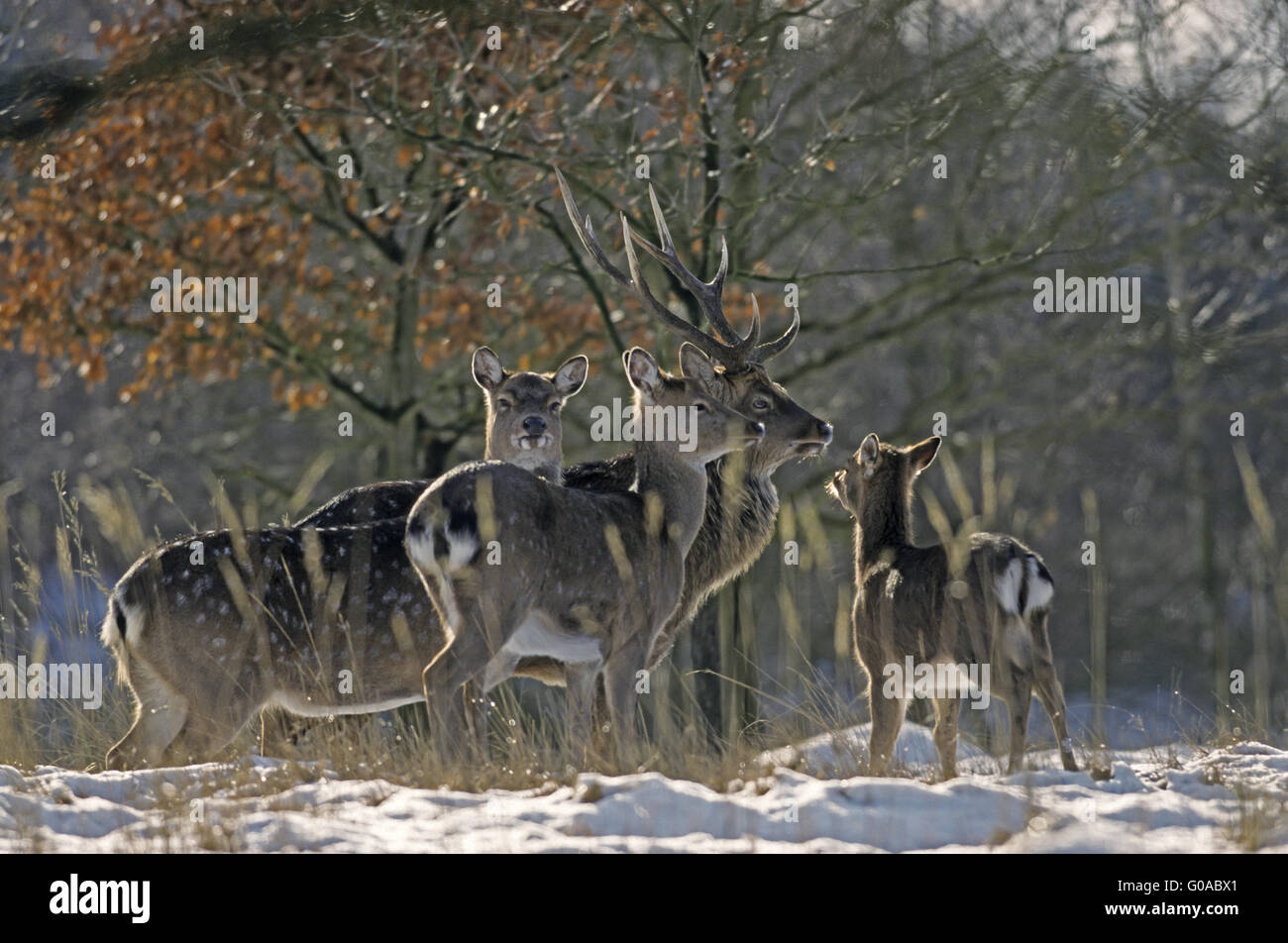 Spotted Deer stag, hinds and calf in winter Stock Photo