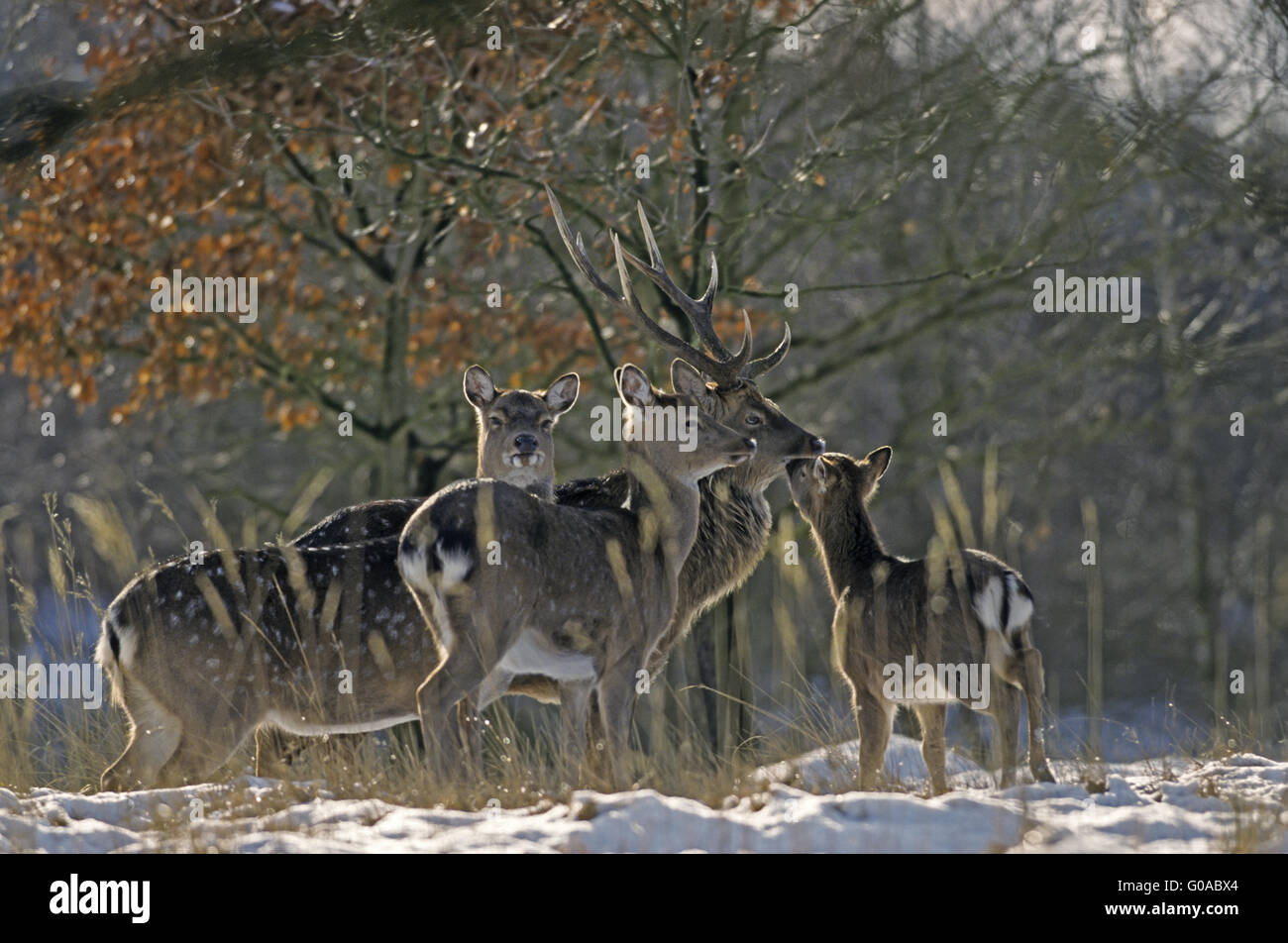 Spotted Deer stag, hinds and calf in winter Stock Photo