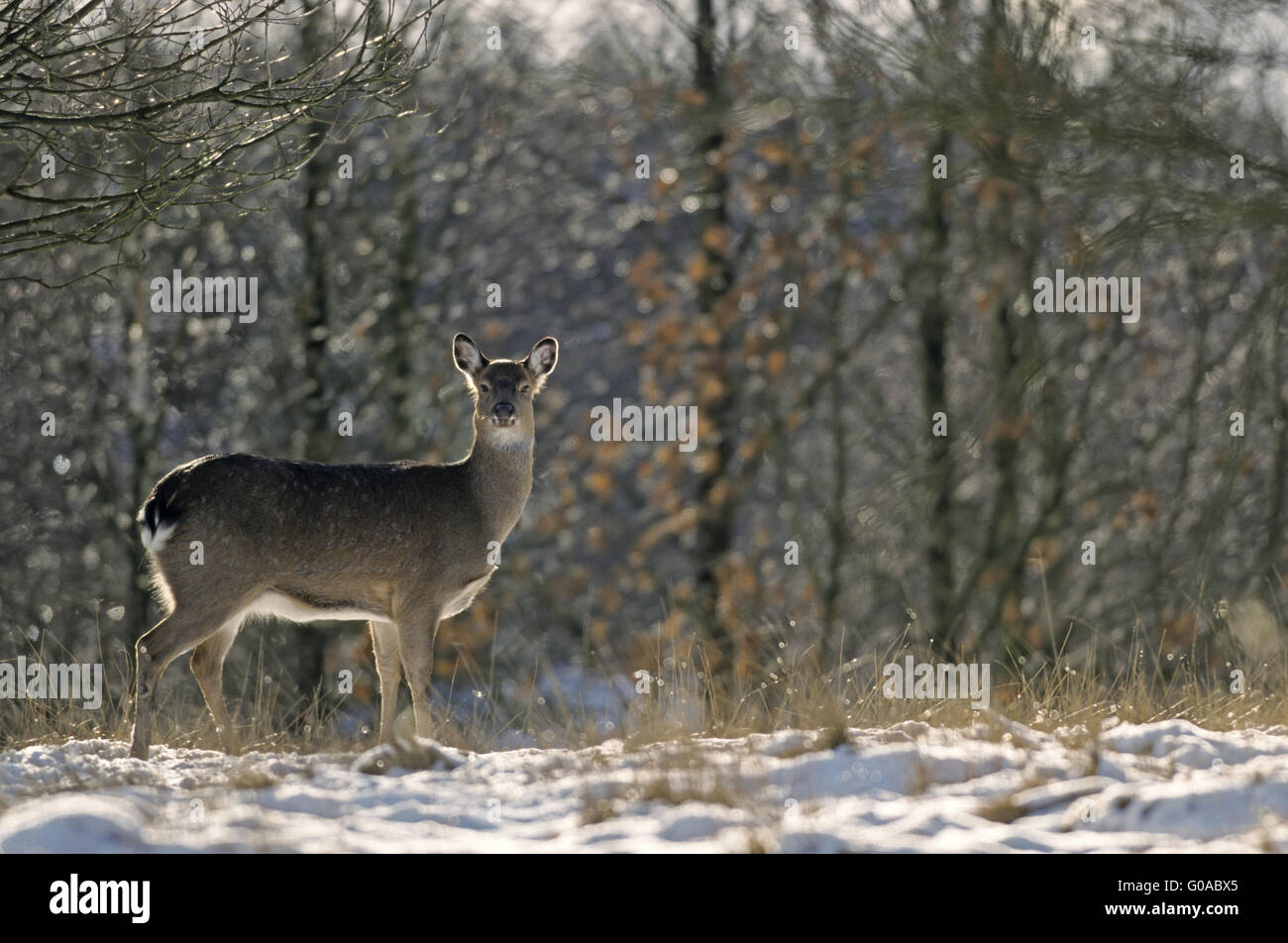 Sika Deer hind in winter alert looking Stock Photo