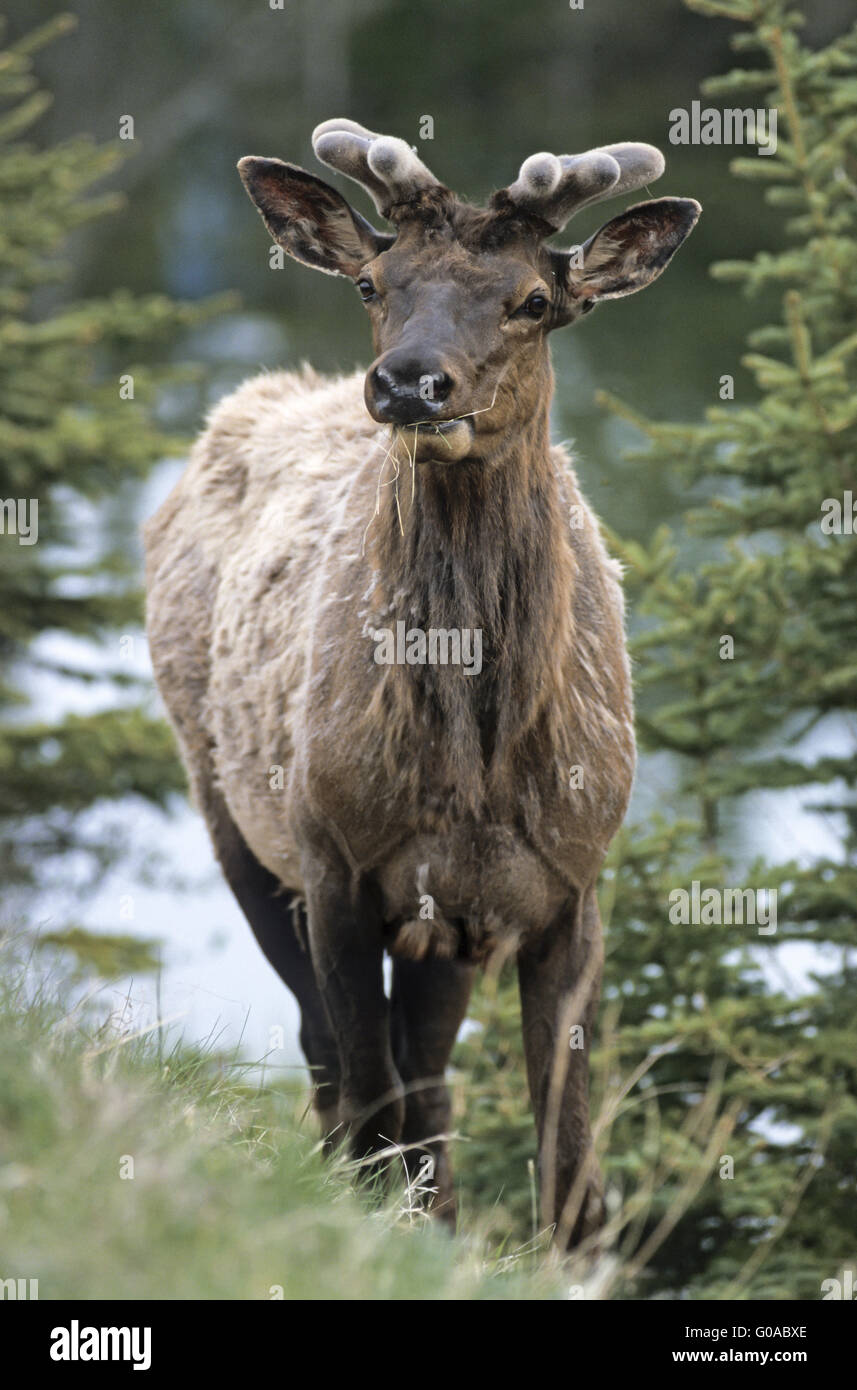 Bull Elk with velvetcovered antler in spring Stock Photo Alamy