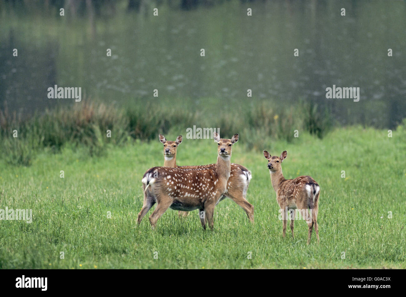 Sika Deer hinds and calf in summer pelage Stock Photo