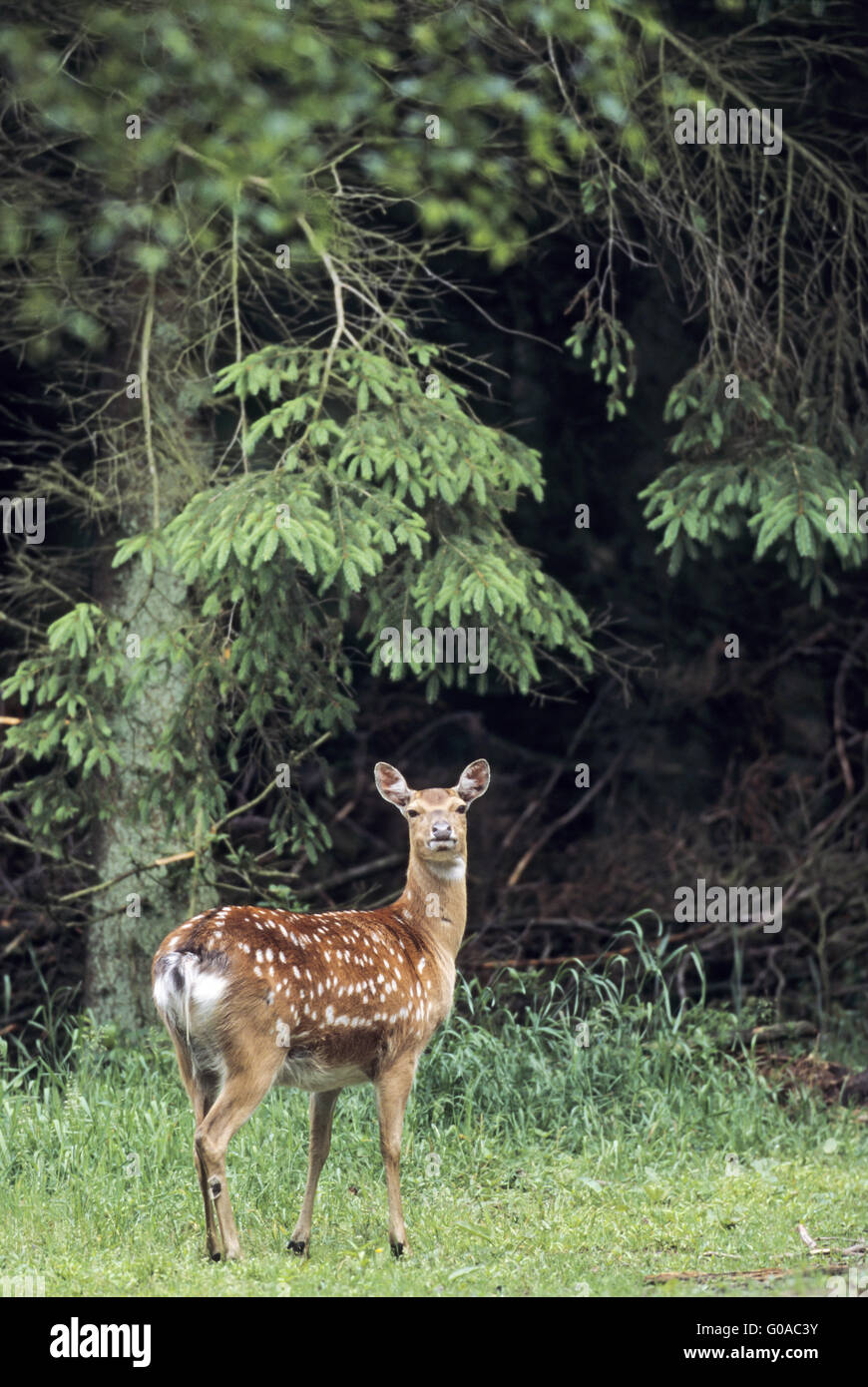 Spotted Deer hind in summer pelage Stock Photo