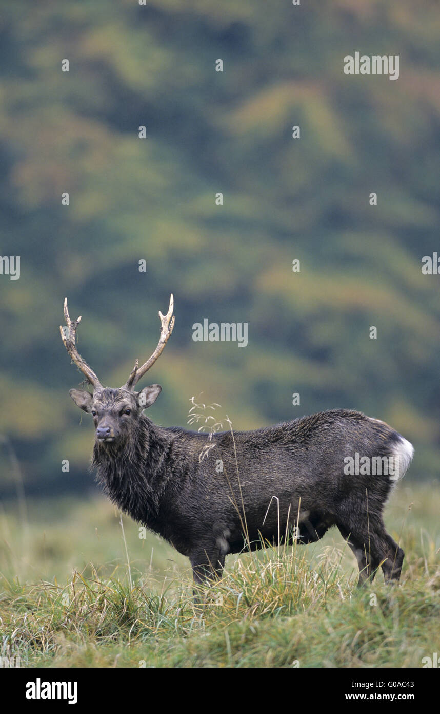 Japanese Sika Deer stag in the rut Stock Photo