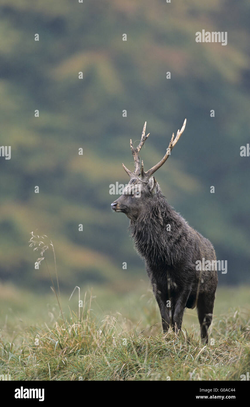 Japanese Sika Deer stag in the rut Stock Photo