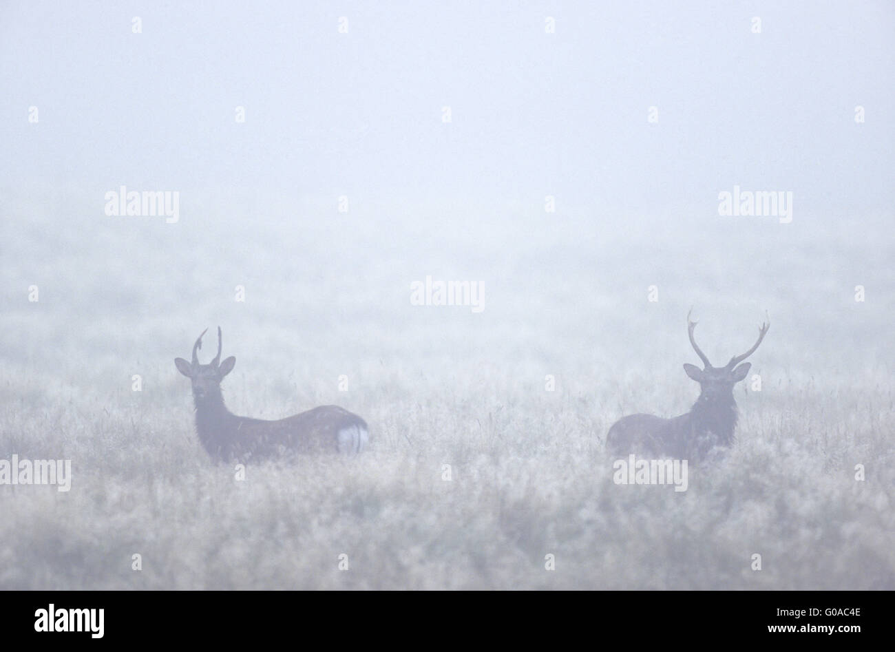 Japanese Sika Deer stags in morning fog Stock Photo
