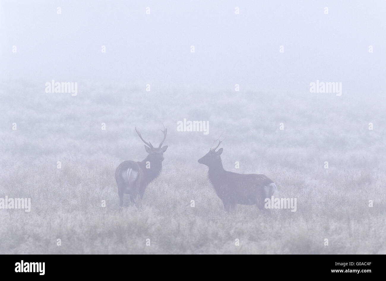 Japanese Sika Deer stags in morning fog Stock Photo