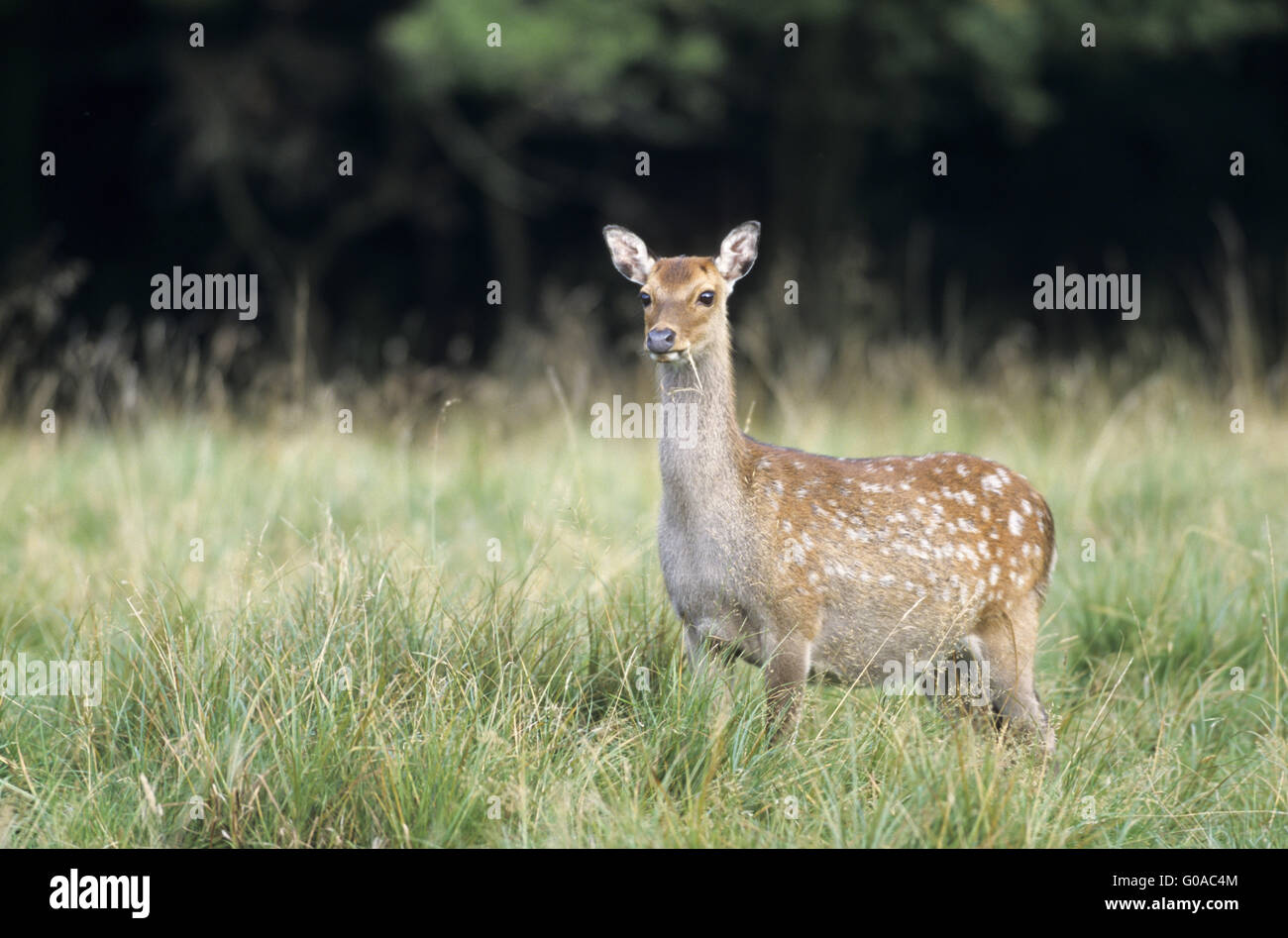 Sika Deer hind standing in a forest meadow Stock Photo