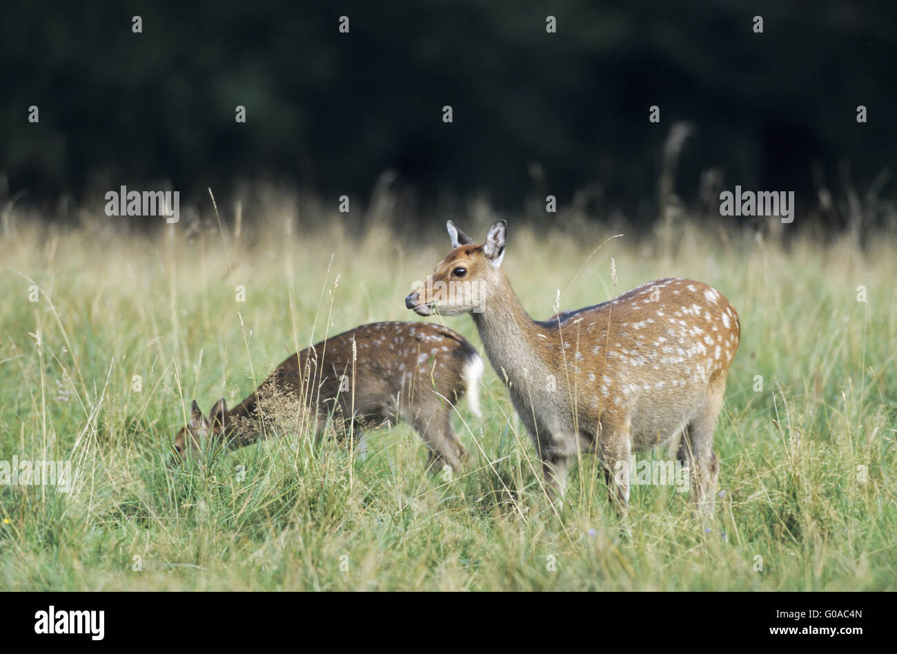 Japanese Sika Deer hind and fawn Stock Photo