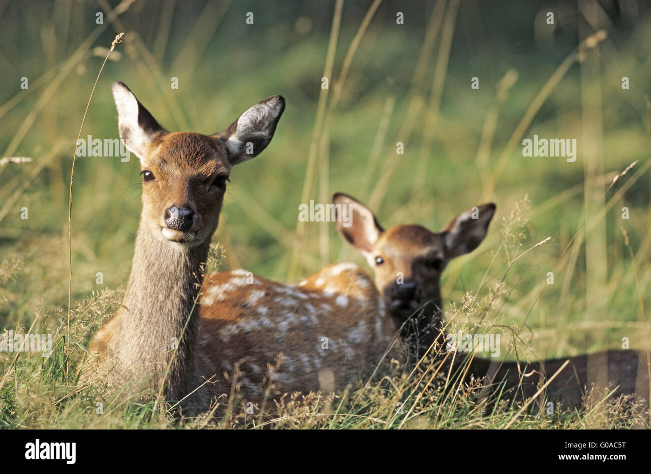 Sika Deer hind and fawn resting in a forest meadow Stock Photo