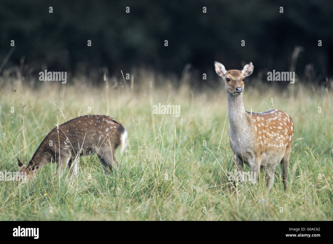 Sika Deer hind and calf stands in a forest meadow Stock Photo