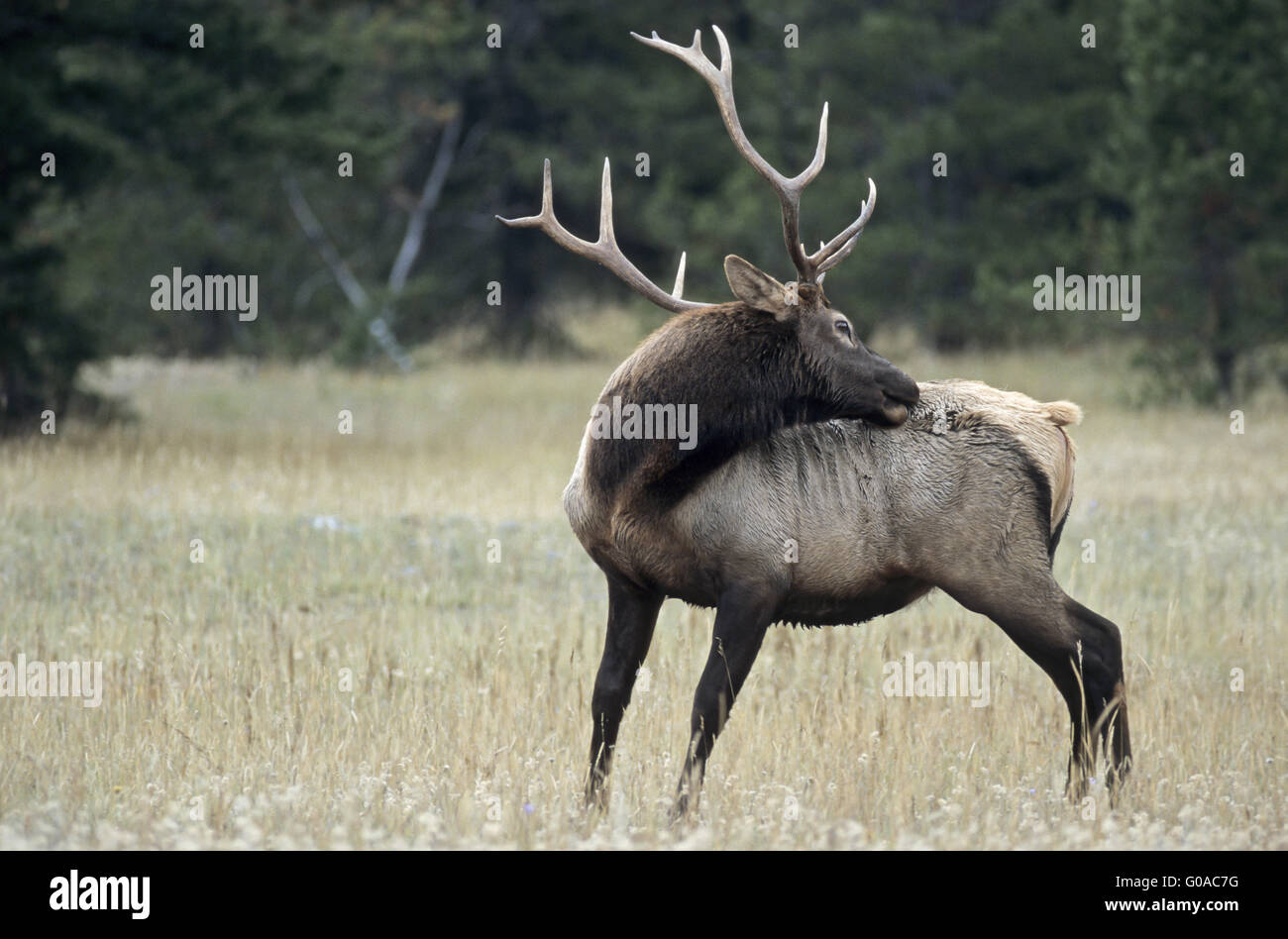 Bull Elk in the rutting season grooming Stock Photo - Alamy