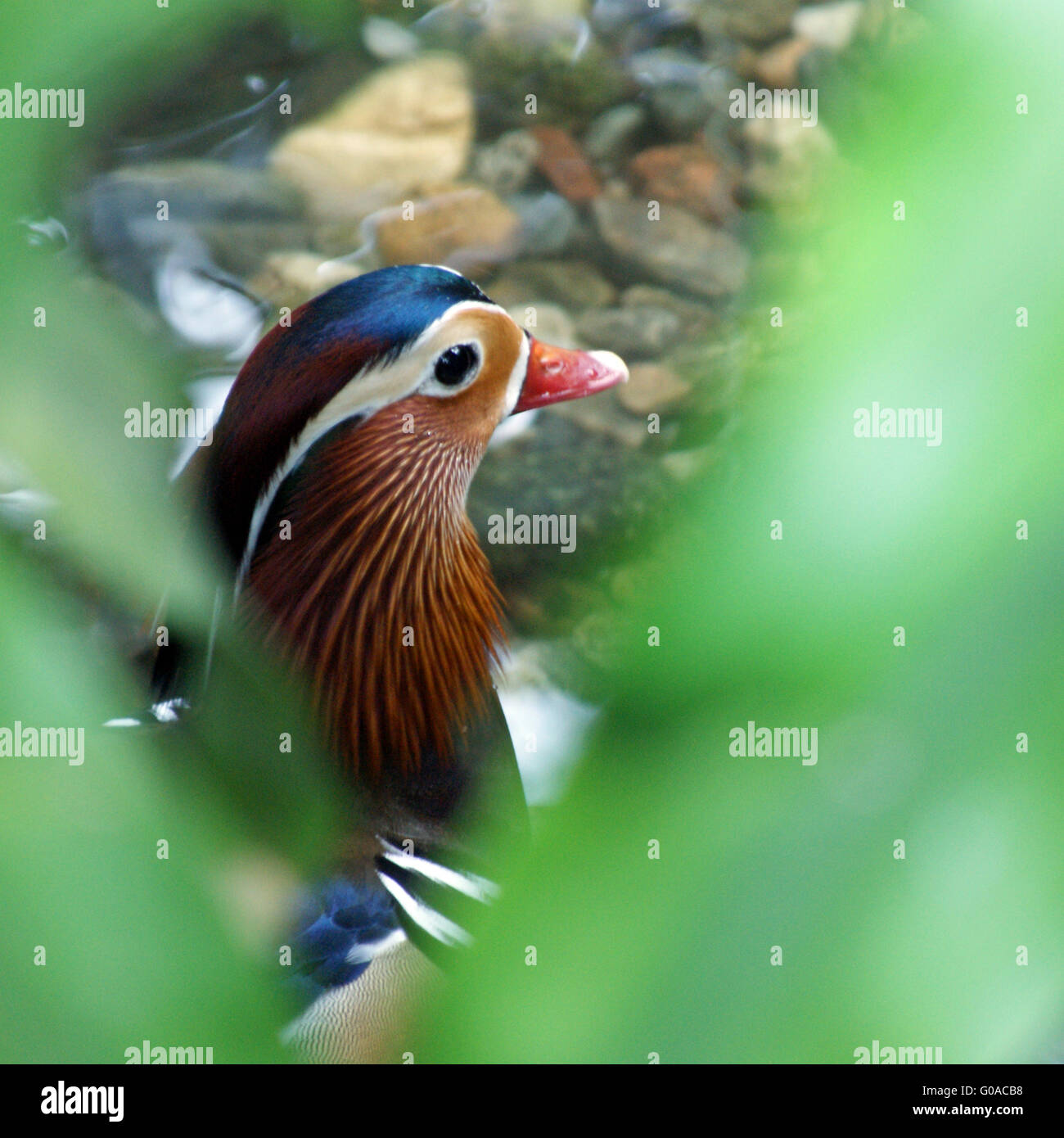 Tierwelt farbe hi-res stock photography and images - Alamy