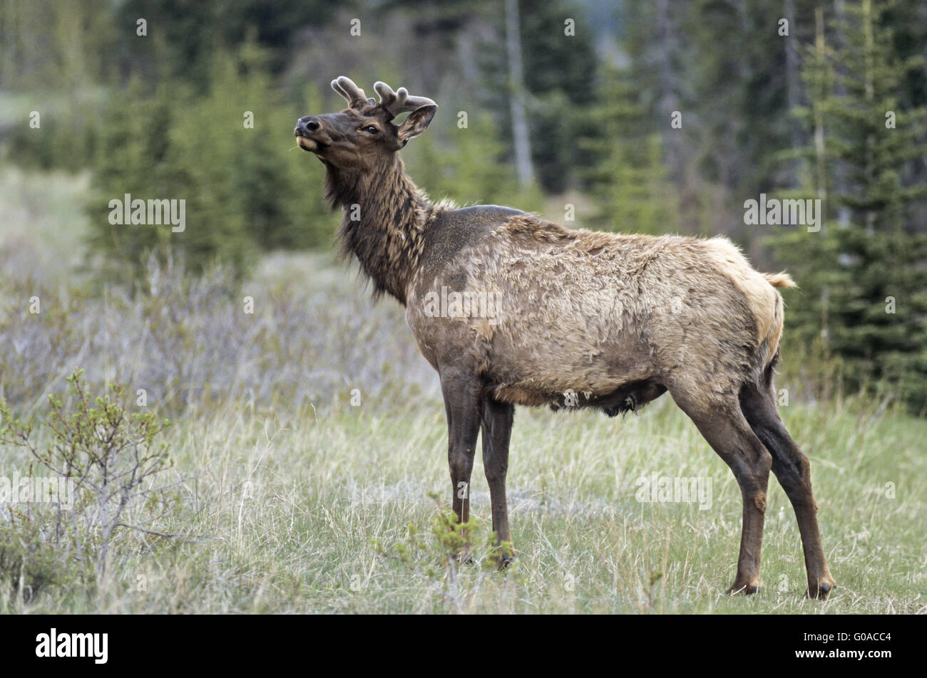 Bull Elk with velvetcovered antler in spring Stock Photo Alamy