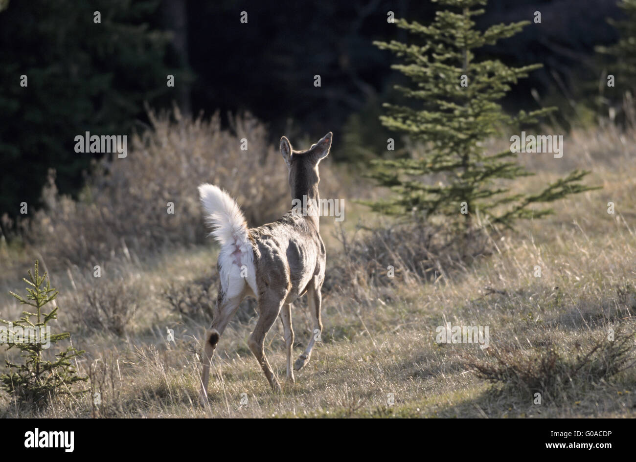 White-tailed Deer stag with erecting scut Stock Photo