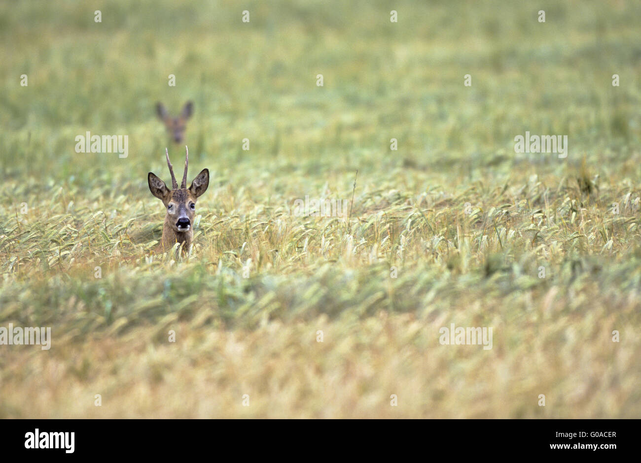 Roe Deer buck and doe in the rut in a cornfield Stock Photo