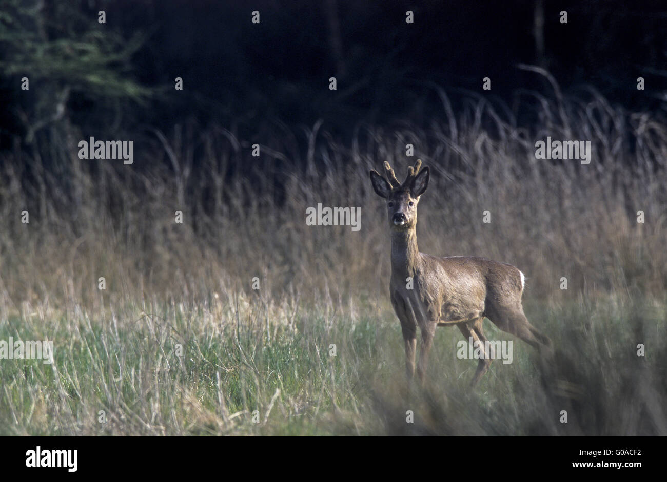 Roe Deer buck with velvet antler in winter pelage Stock Photo - Alamy