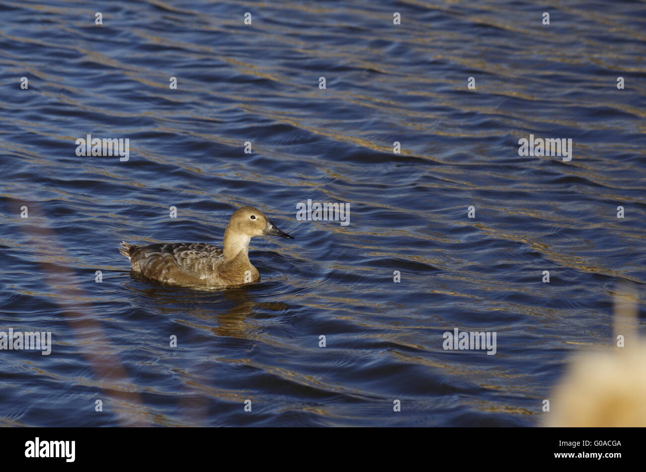 Canvas back duck hi-res stock photography and images - Alamy
