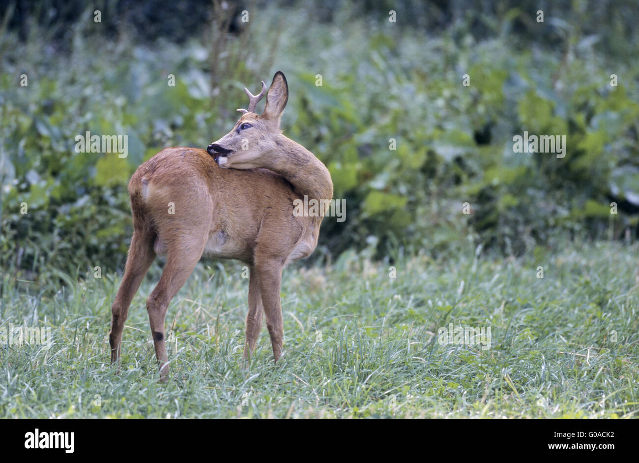 Young Roe Deer buck with abnormal antler grooming Stock Photo