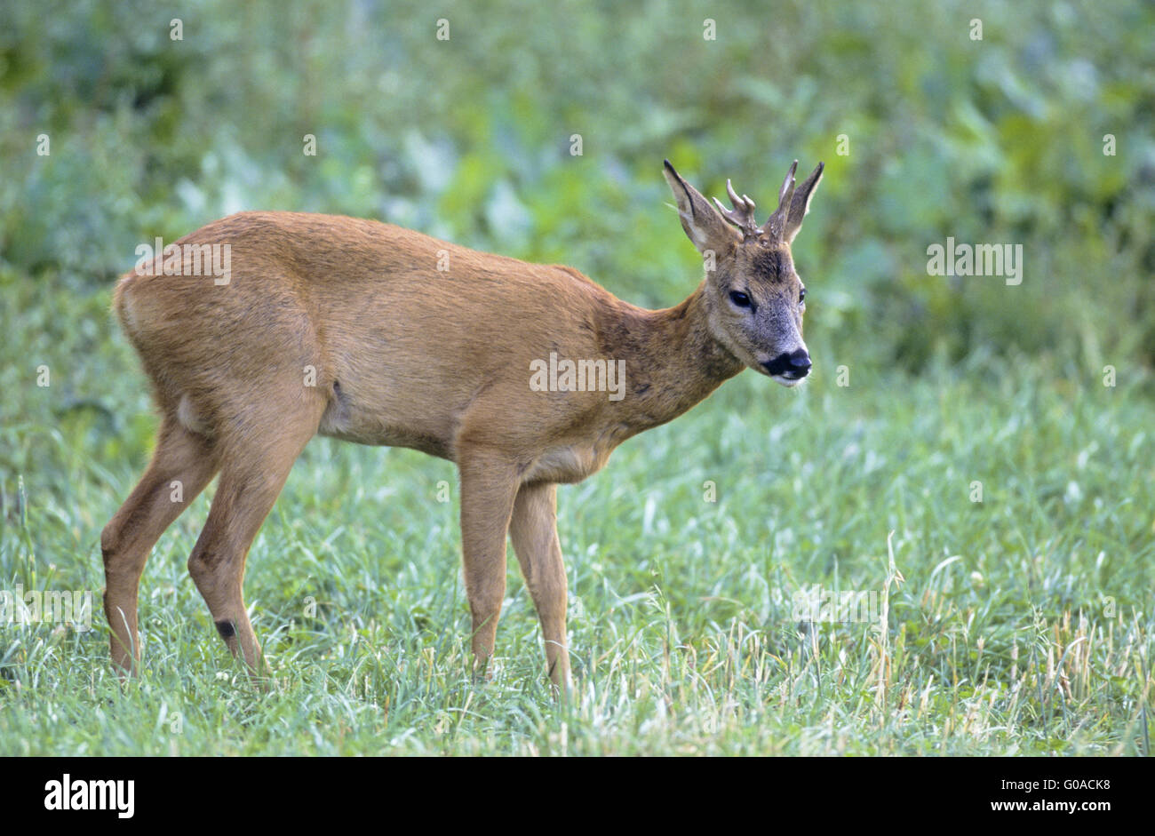 Young Roe Deer buck with abnormal antler Stock Photo - Alamy