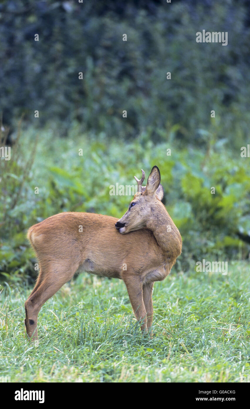 Roe Deer buck with abnormal antler grooming Stock Photo