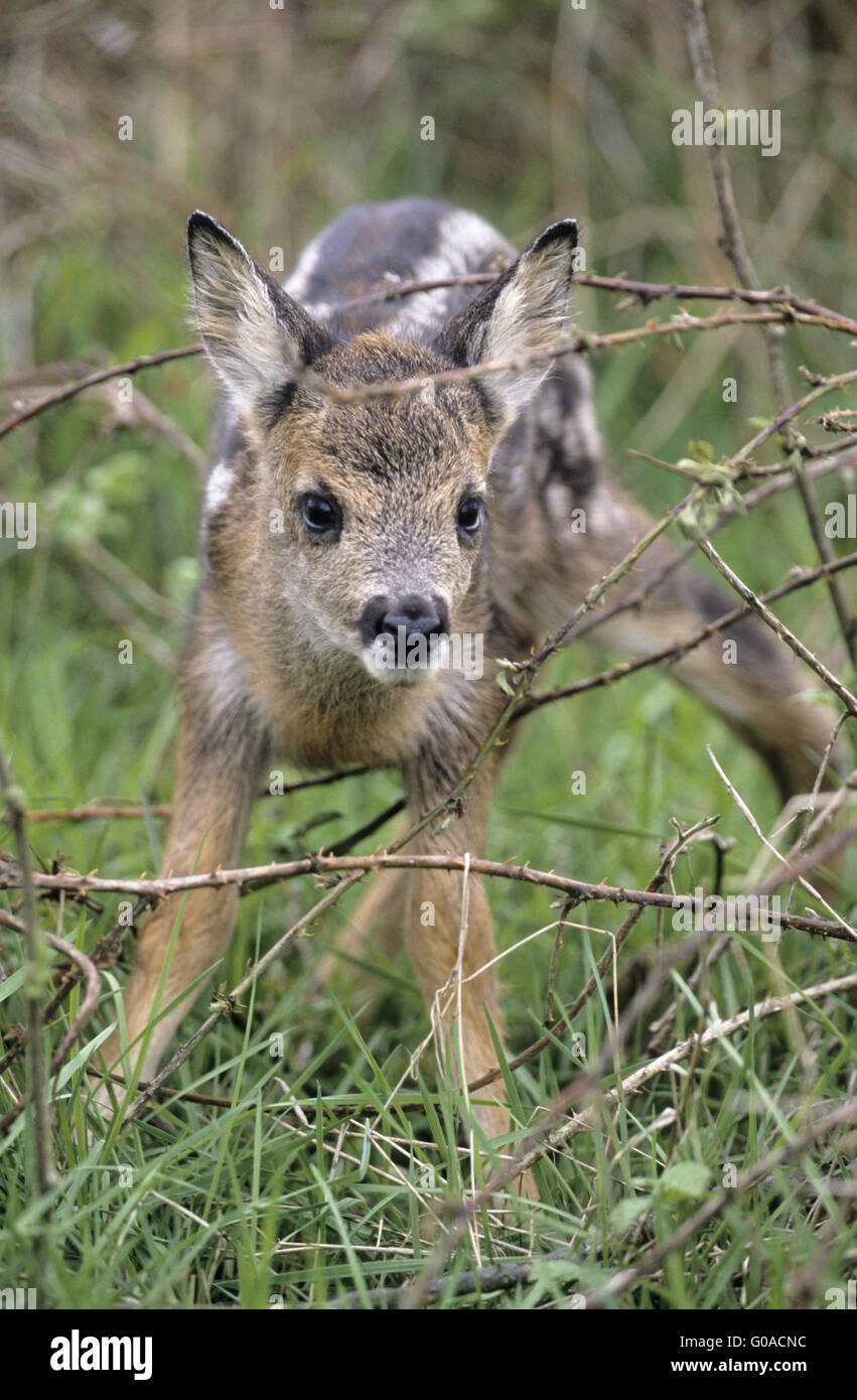 Roe Deer fawn standing on shaky legs Stock Photo