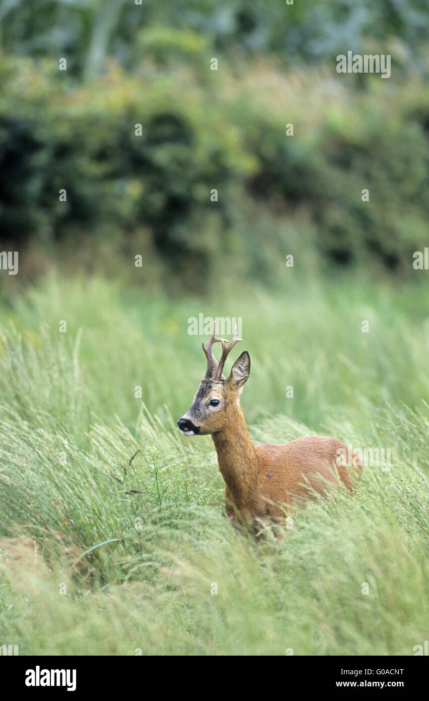 Roe Deer buck standing in high vegetation Stock Photo